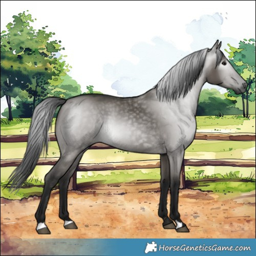 Horse Color:Gray Grullo 