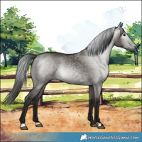 Horse Color:Gray Grullo 