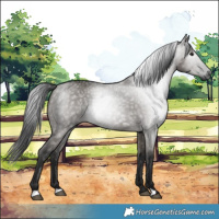 Horse Color:Gray Grullo 