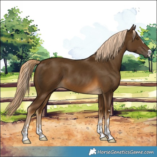 Horse Color:Chocolate Palomino 