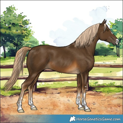 Horse Color:Chocolate Palomino 