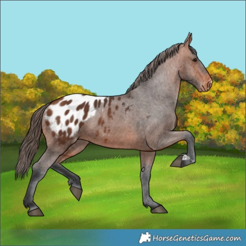Horse Color:Bay Blanket 