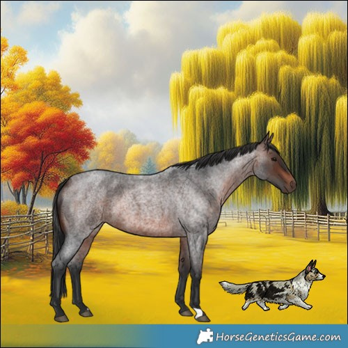 Horse Color:Brown Roan Rabicano