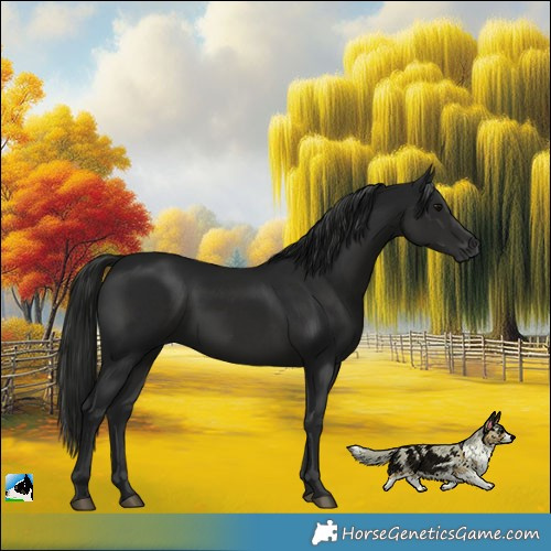 Horse Color:Gray Black Rabicano 