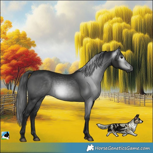 Horse Color:Gray Black Rabicano 