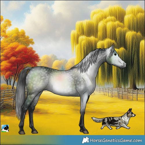 Horse Color:Gray Black Rabicano