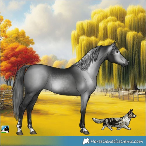 Horse Color:Gray Black Rabicano 