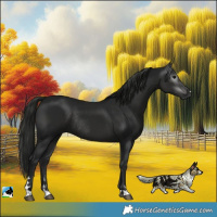 Horse Color:Gray Black Rabicano 