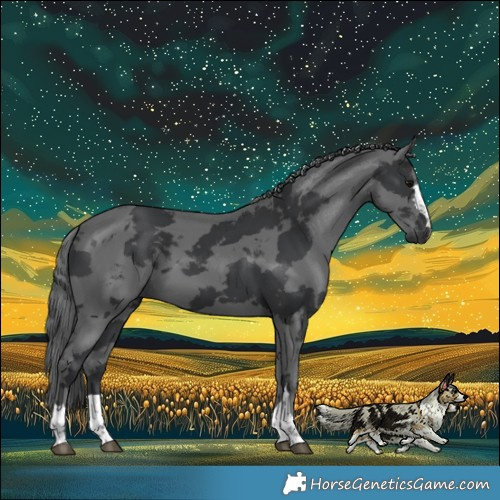 Horse Color:Black Merle 