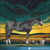 Horse Color:Black Merle