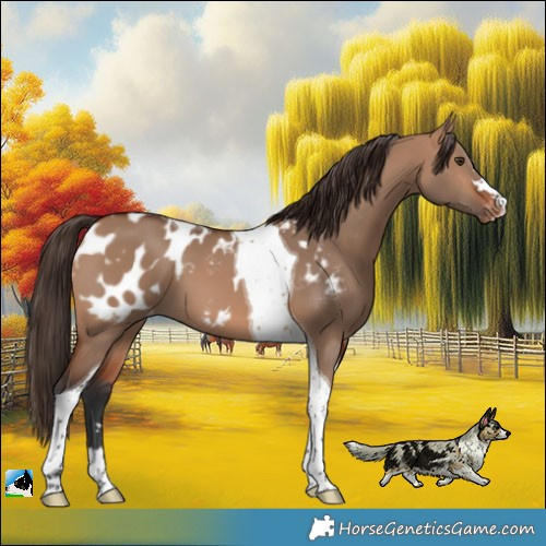 Horse Color:Bay Dun Tobiano Near Leopard