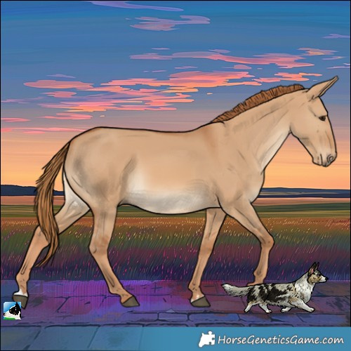 Horse Color:Red Dun Rabicano 