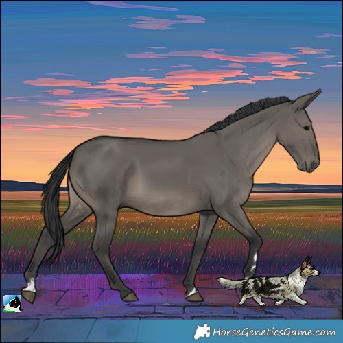 Horse Color:Grullo Rabicano
