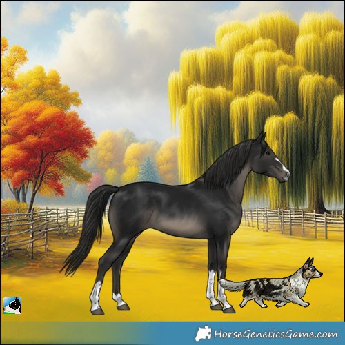 Horse Color:Gray Black