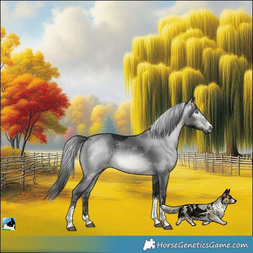 Horse Color:Gray Black Merle