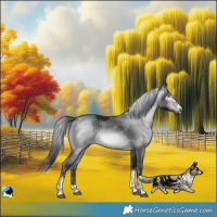 Horse Color:Gray Black Merle