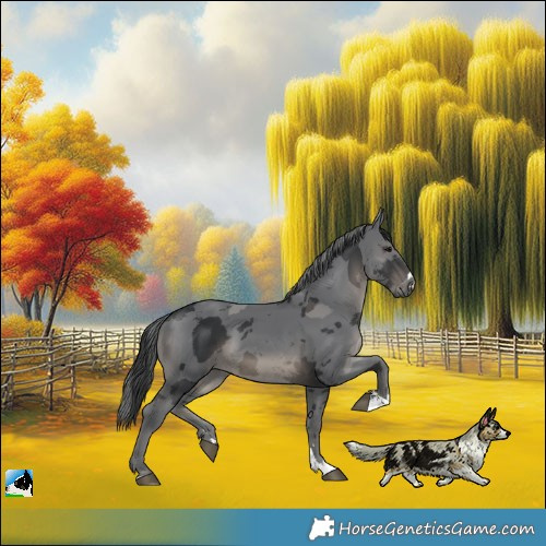 Horse Color:Black Merle 