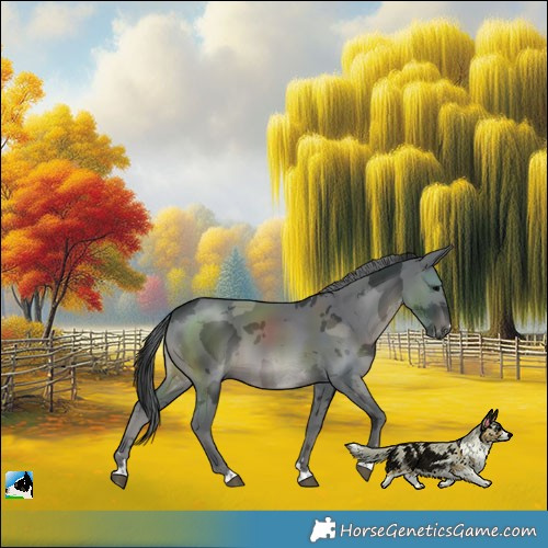 Horse Color:Black Merle
