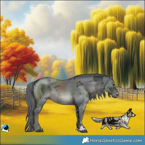 Horse Color:Black Merle 