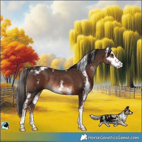 Horse Color:Liver Chestnut Sabino Rabicano 