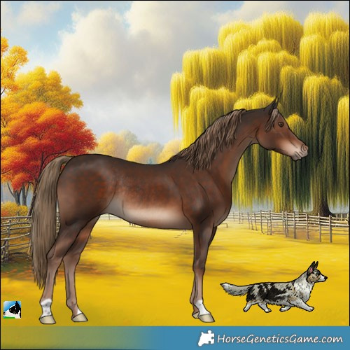Horse Color:Liver Chestnut Rabicano