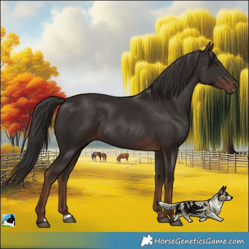 Horse Color:Liver Chestnut Rabicano 