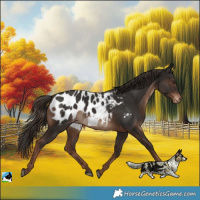 Horse Color:Liver Chestnut Blanket Rabicano 