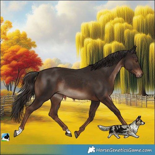 Horse Color:Liver Chestnut Rabicano