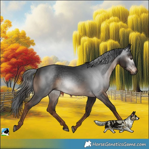 Horse Color:Gray White Spotted Liver Chestnut Rabicano 