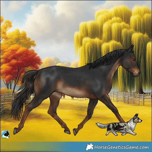 Horse Color:Gray White Spotted Liver Chestnut Rabicano 