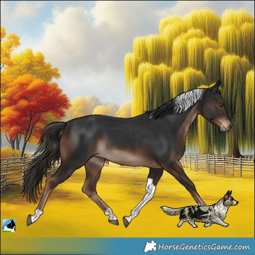 Horse Color:Liver Chestnut Tobiano Rabicano 