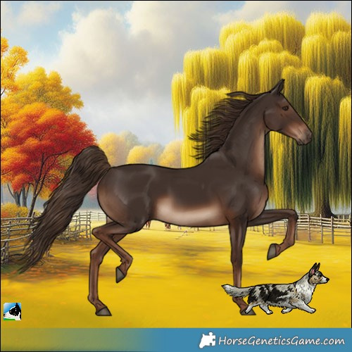 Horse Color:Liver Chestnut Rabicano