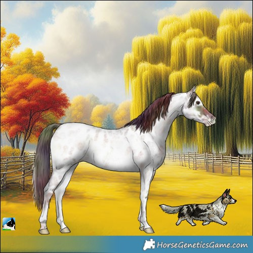 Horse Color:Nacre Red Onyx Ice Roan Near Leopard 