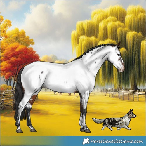 Horse Color:Bay Appaloosa 