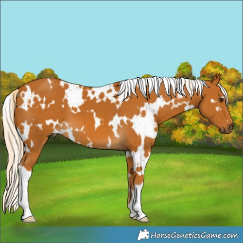 Horse Color:White Spotted Palomino 