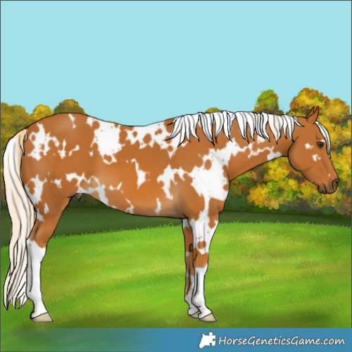 Horse Color:White Spotted Palomino 
