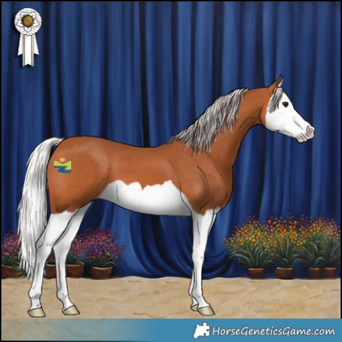 Horse Color:Silver Bay Splash 