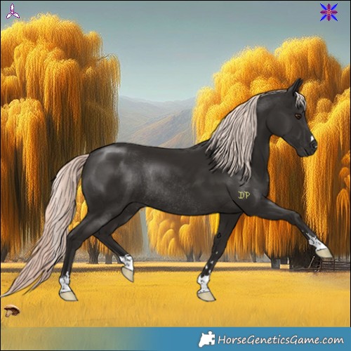 Horse Color:Liver Chestnut Mushroom Rabicano 