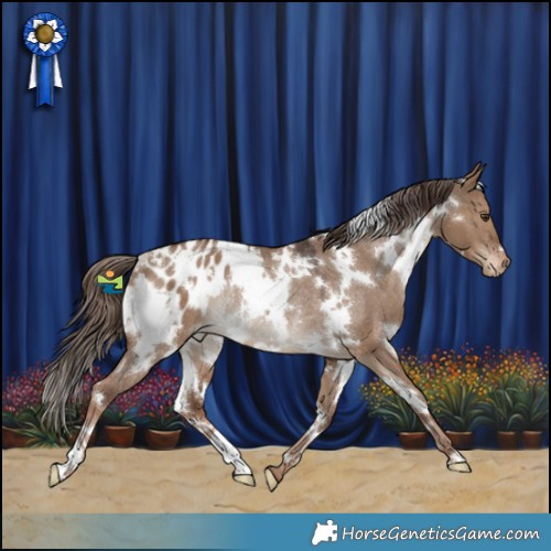 Horse Color:White Spotted Liver Red Dun Appaloosa Rabicano