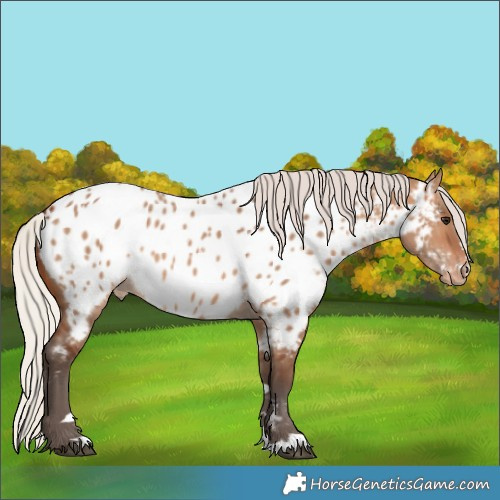Horse Color:Silver Brown Dun Appaloosa 