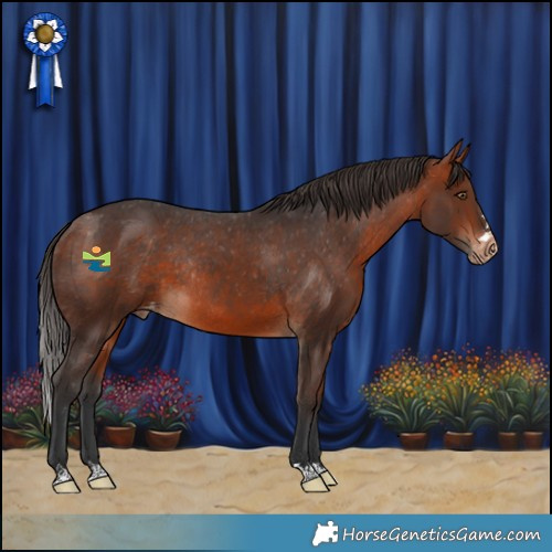 Horse Color:Bay Appaloosa Rabicano 