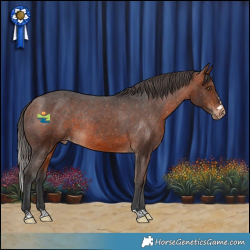 Horse Color:Bay Appaloosa Rabicano 