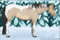 Horse Color:Buckskin Roan Dun Splash Tobiano