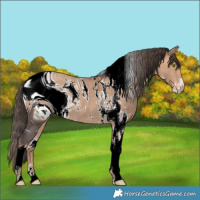 Horse Color:ERROR: UNKNOWN ANOMALY