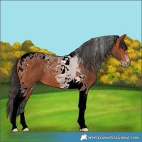 Horse Color:Bay Tobiano 