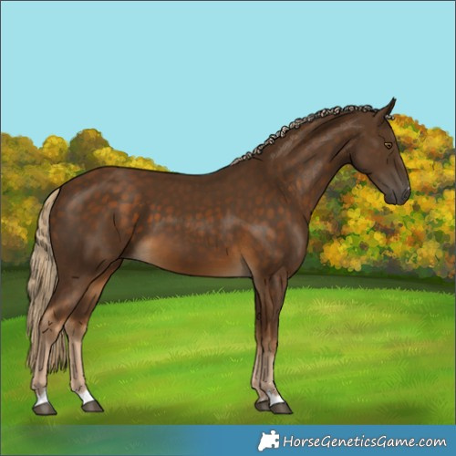 Horse Color:Chocolate Palomino