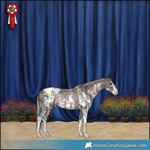 Horse Color:Silver Brown Sabino Appaloosa Rabicano 