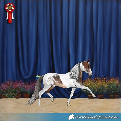 Horse Color:Bay Tobiano Appaloosa 