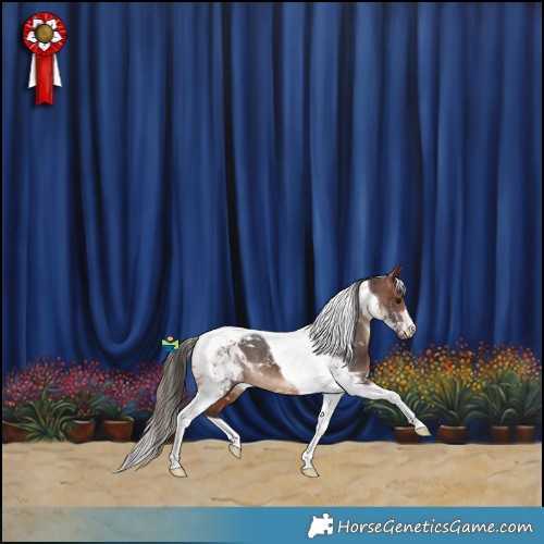 Horse Color:Bay Tobiano Appaloosa 