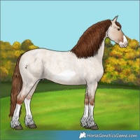Horse Color:Red Dun Roan Splash Frame Rabicano 